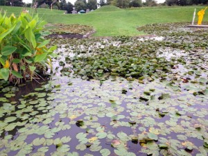 Parc Floral Nénuphards (2)